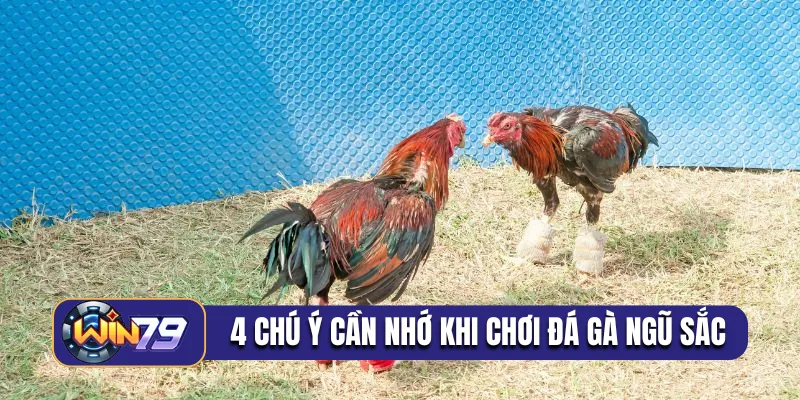 4 chú ý cần nhớ khi chơi đá gà ngũ sắc