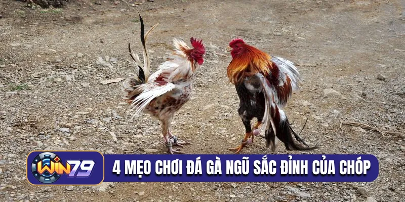 4 mẹo chơi đá gà ngũ sắc đỉnh của chóp