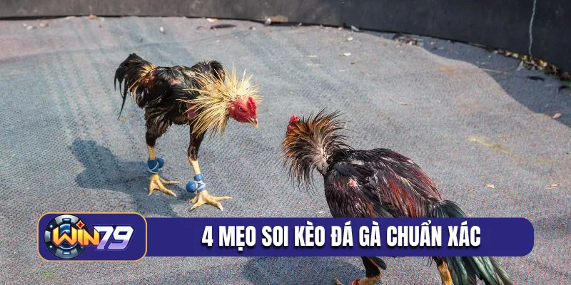 4 mẹo soi kèo đá gà chuẩn xác nhất