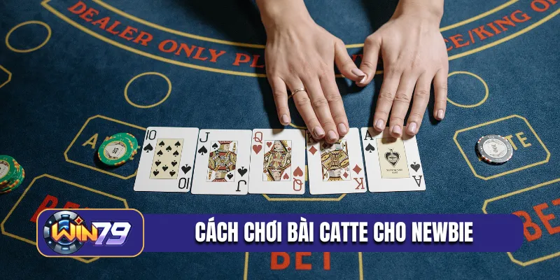 Cách chơi bài catte chuẩn chỉnh cho newbie