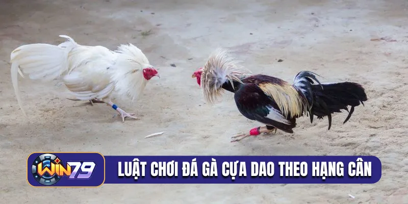 Luật chơi trong đá gà cựa dao dựa vào hạng cân