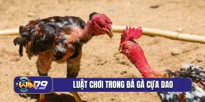 luật chơi trong đá gà cựa dao