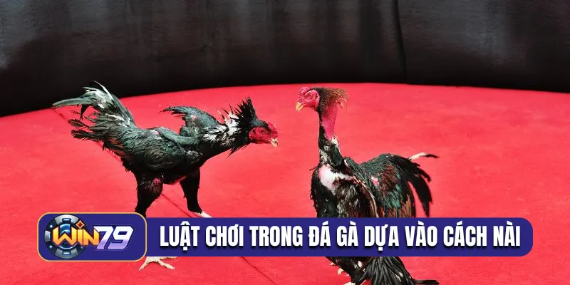 Luật chơi trong đá gà cựa dao dựa vào cách nài