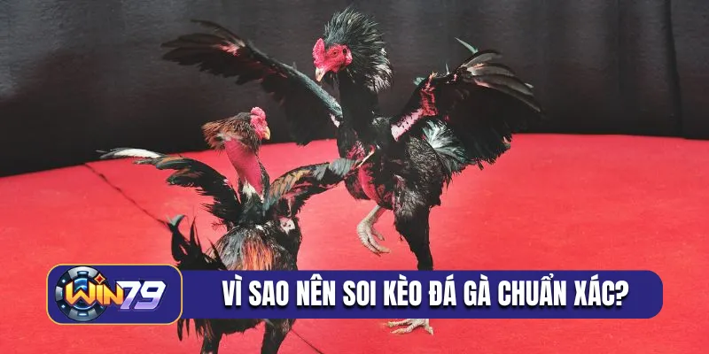 Vì sao nên soi kèo đá gà chuẩn xác?
